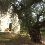 Olive Trees