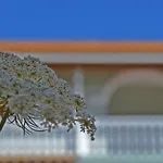 Pine Tree Apartment & Sunset By 