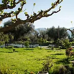 Olive Grove Zakynthos