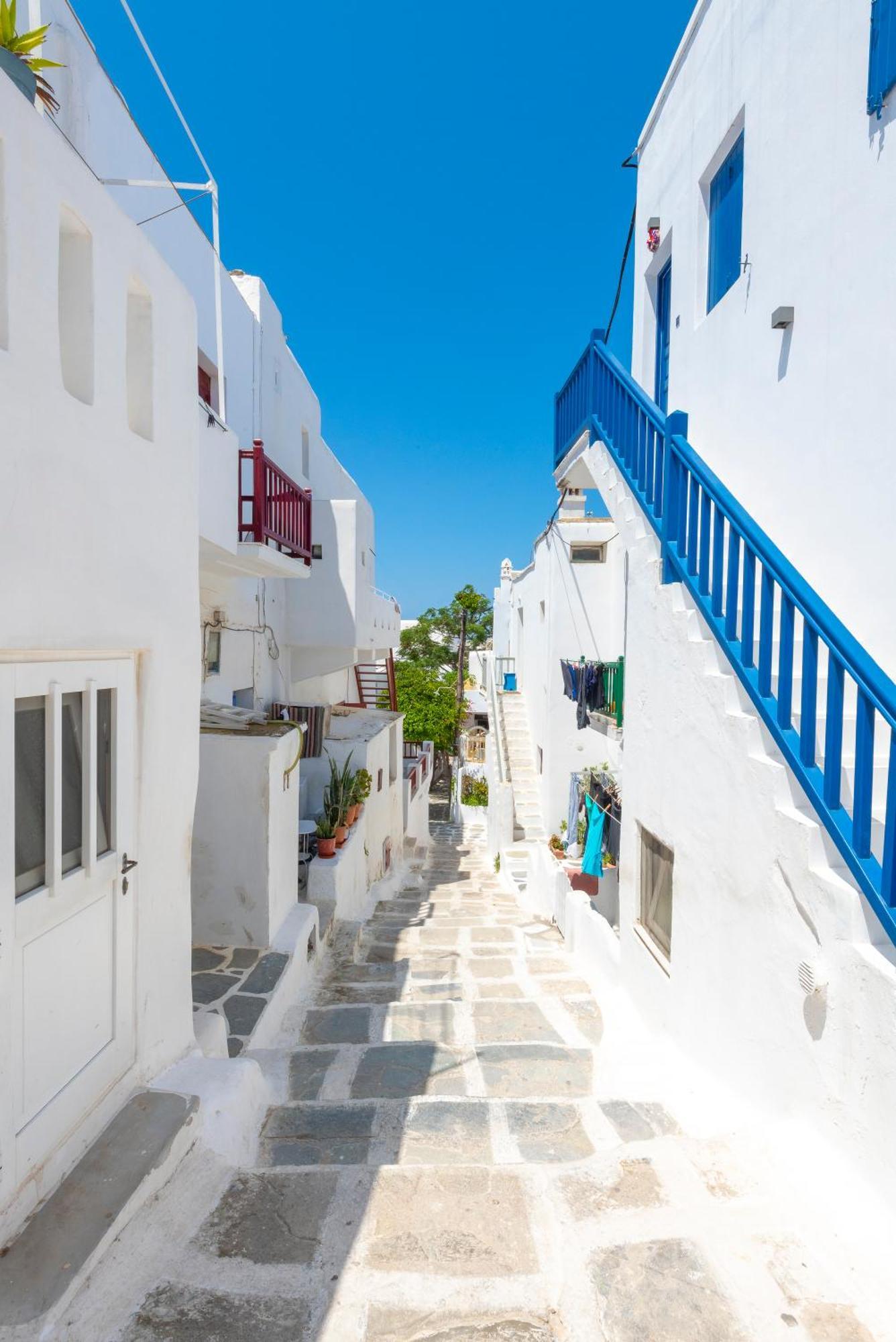 White And Grey Chora *